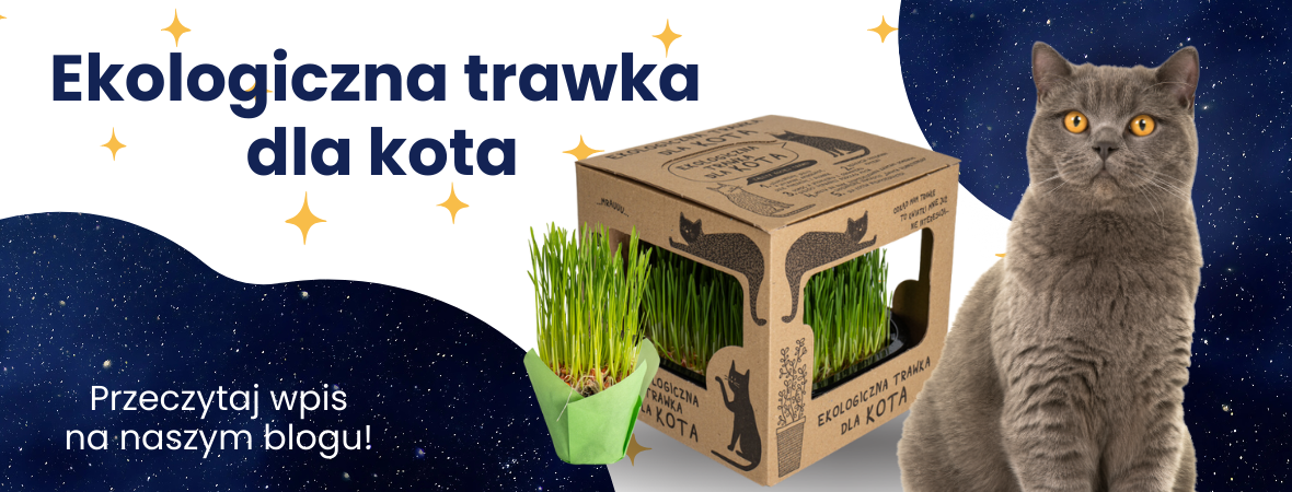 Trawka dla kota – dlaczego warto ją mieć w domu?